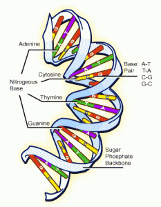 dna